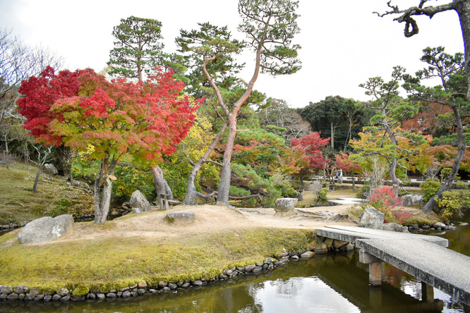夕日に染まる秋の奈良公園_紅葉