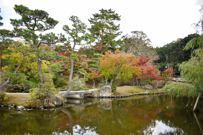 夕日に染まる秋の奈良公園_紅葉