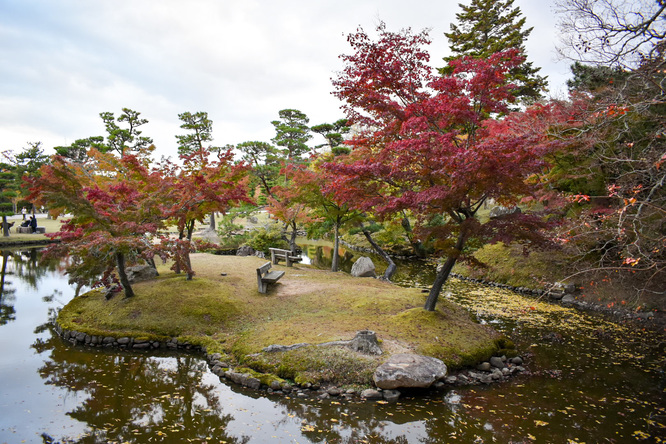 夕日に染まる秋の奈良公園_紅葉