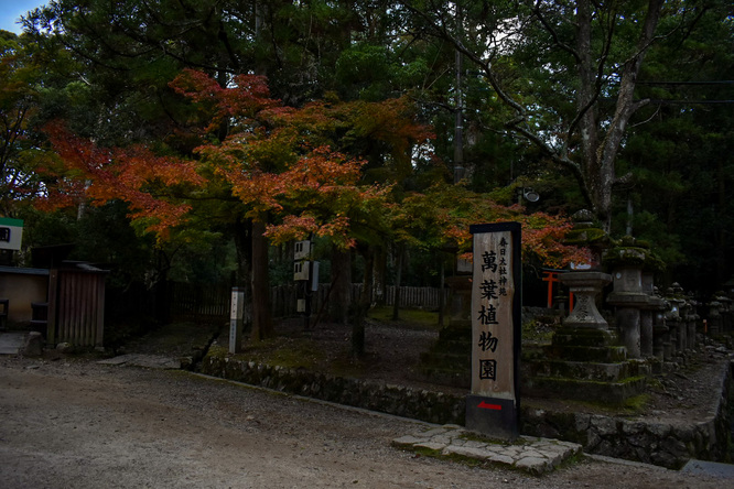 表参道_夜の春日大社