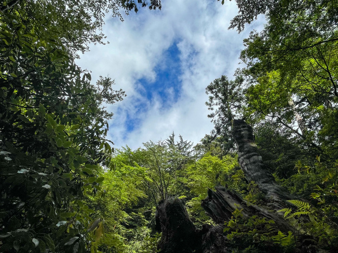 屋久島観光_縄文杉トレッキング_　山道と屋久杉と青空