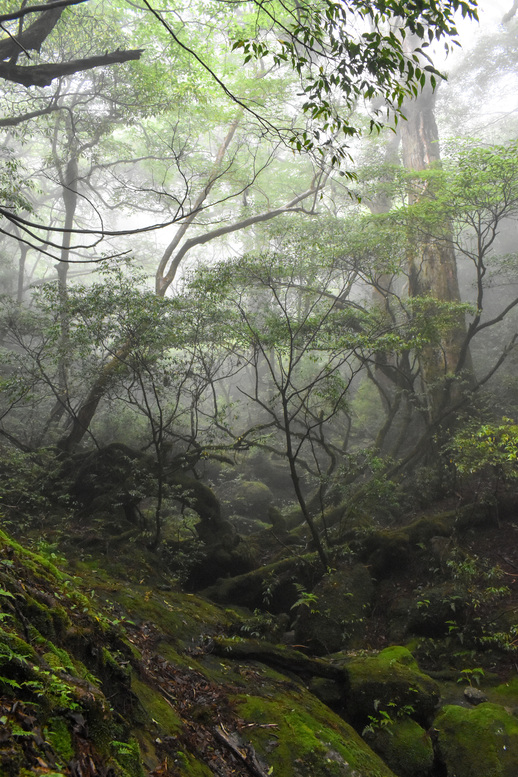 屋久島観光_縄文杉トレッキング_山道と霧の中の自然