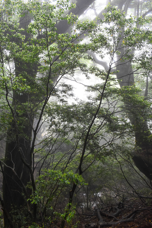 屋久島観光_縄文杉トレッキング_山道と霧の中の自然