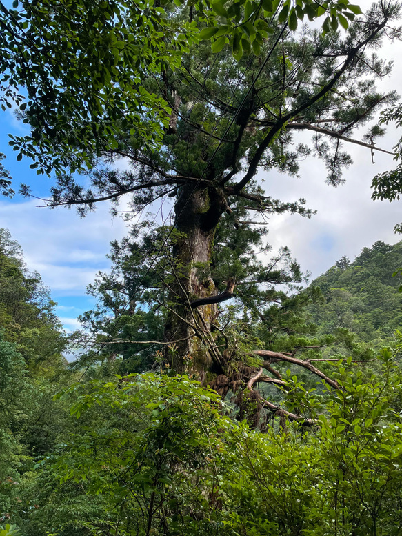 屋久島観光_縄文杉トレッキング_トロッコ道の屋久杉