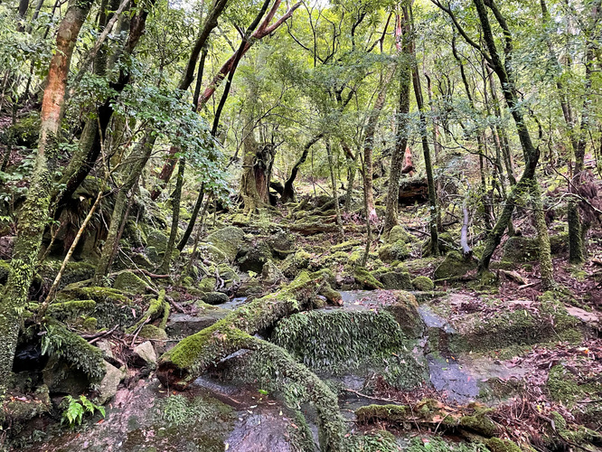 屋久島観光_縄文杉トレッキング_トロッコ道