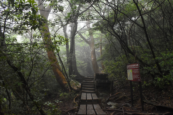 屋久島観光_縄文杉トレッキング_山道と霧の中の自然