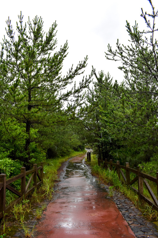 桜島観光_溶岩なぎさ遊歩道