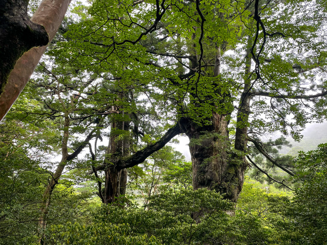 屋久島観光_縄文杉トレッキング_夫婦杉