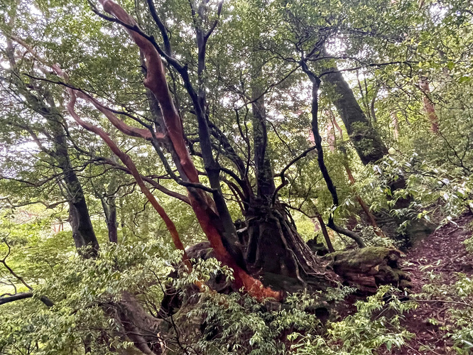 屋久島観光_縄文杉トレッキング_ヒメシャラ