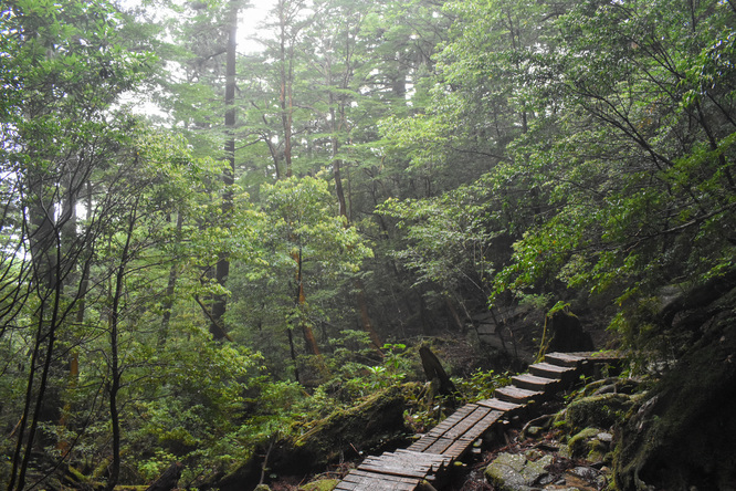 屋久島観光_縄文杉トレッキング_山道と霧の中の自然