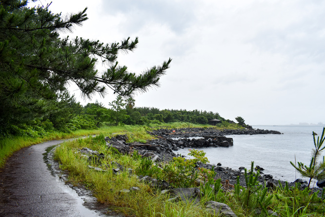 桜島観光_溶岩なぎさ遊歩道