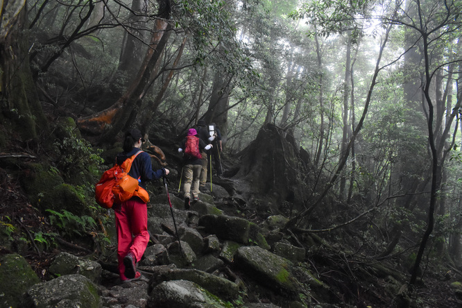 屋久島観光_縄文杉トレッキング_山道と霧の中の自然