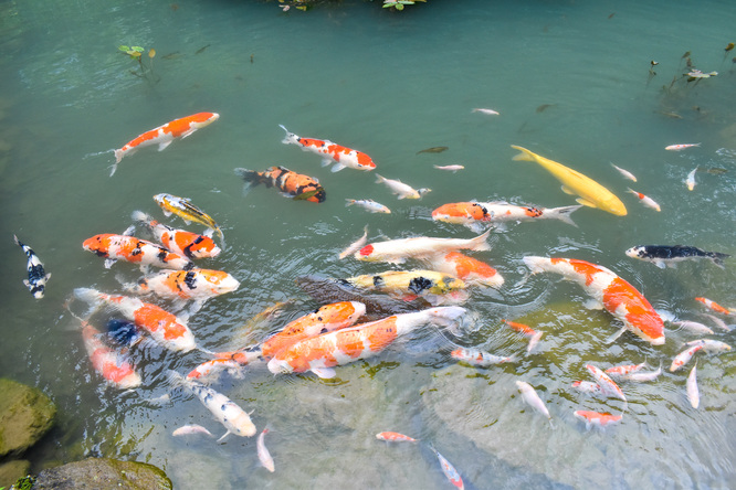 三光寺_マネの池の鯉たち