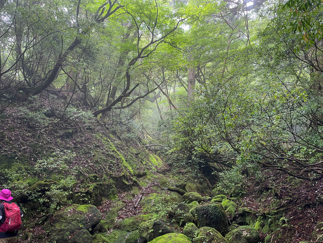 屋久島観光_縄文杉トレッキング_山道と霧の中の自然
