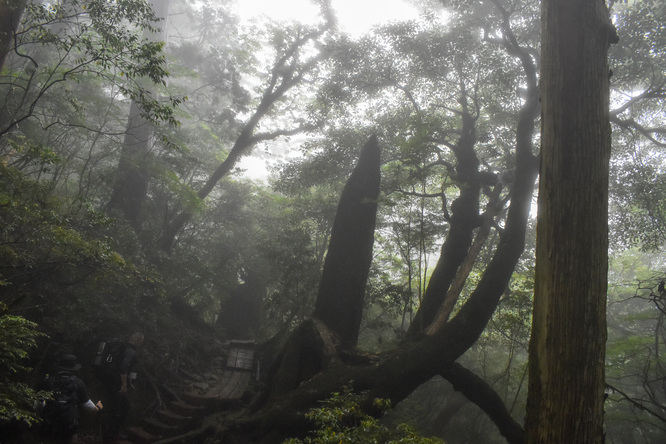 屋久島観光_縄文杉と霧の自然