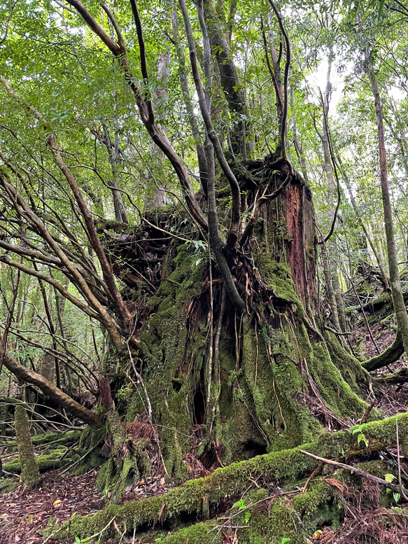 屋久島観光_縄文杉トレッキング_トロッコ道