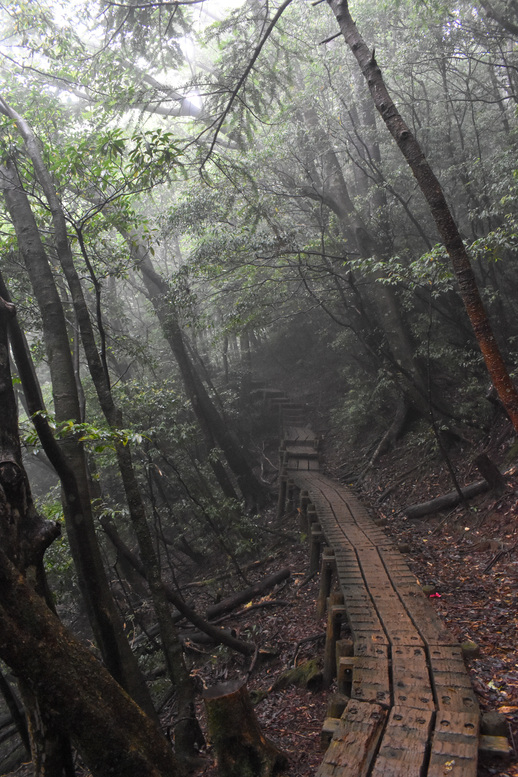 屋久島観光_縄文杉トレッキング_山道と霧の中の自然