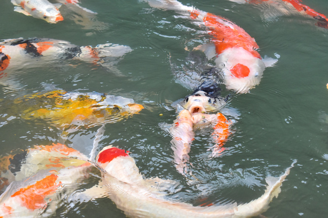 三光寺_マネの池の鯉たち