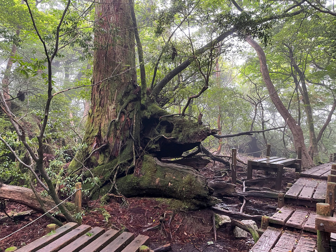 屋久島観光_縄文杉トレッキング_オッこと主