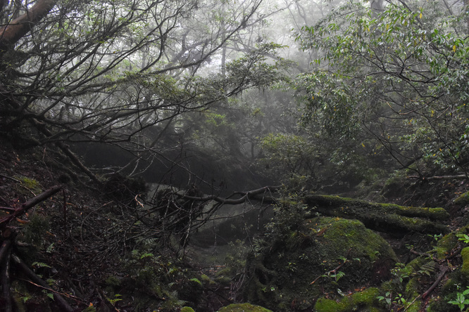 屋久島観光_縄文杉トレッキング_山道と霧の中の自然