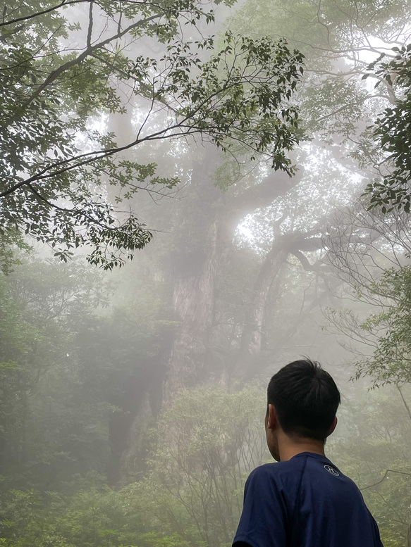 屋久島観光_縄文杉と霧の自然