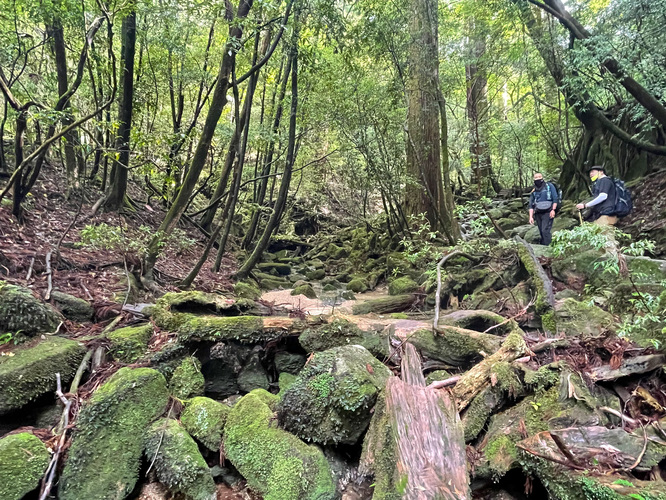 屋久島観光_縄文杉トレッキング_　山道と自然