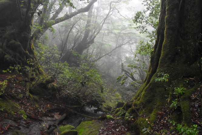 屋久島観光_縄文杉トレッキング_山道と霧の中の自然