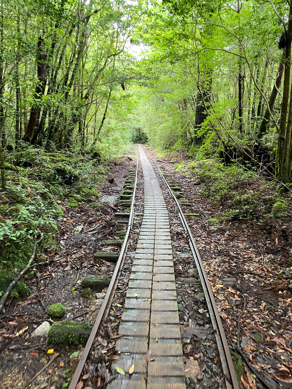 屋久島観光_縄文杉トレッキング_トロッコ道