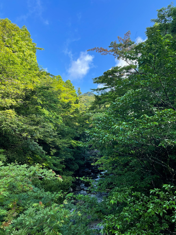 屋久島観光_縄文杉トレッキング_トロッコ道からの風景