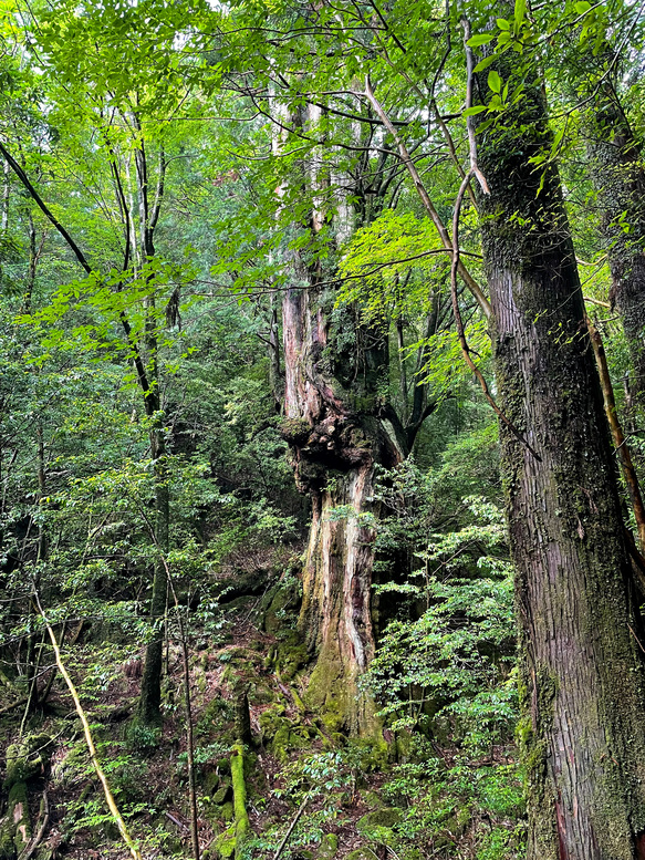 屋久島観光_縄文杉トレッキング_トロッコ道_屋久杉