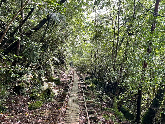 屋久島観光_縄文杉トレッキング_トロッコ道