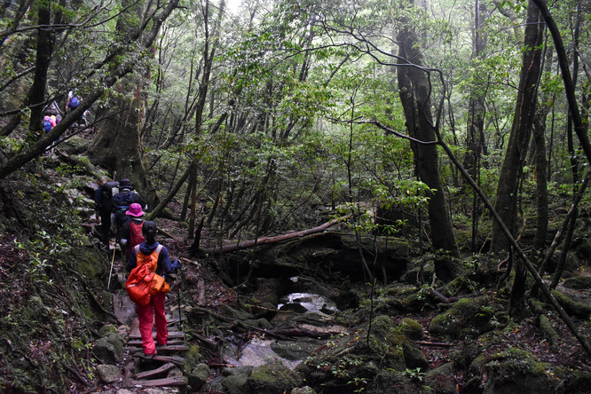 屋久島観光_縄文杉トレッキング_山道と霧の中の自然