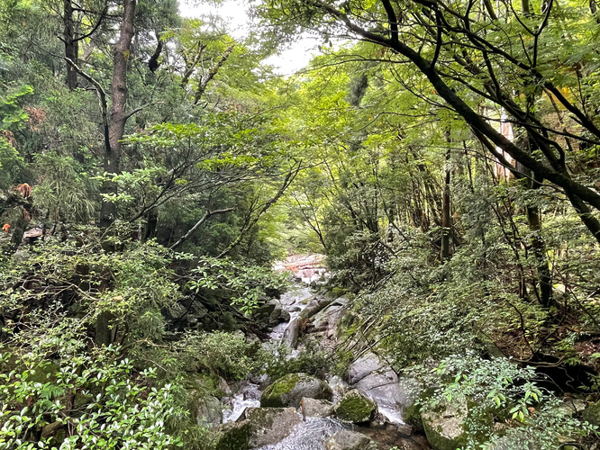 屋久島観光_縄文杉トレッキング_トロッコ道の自然