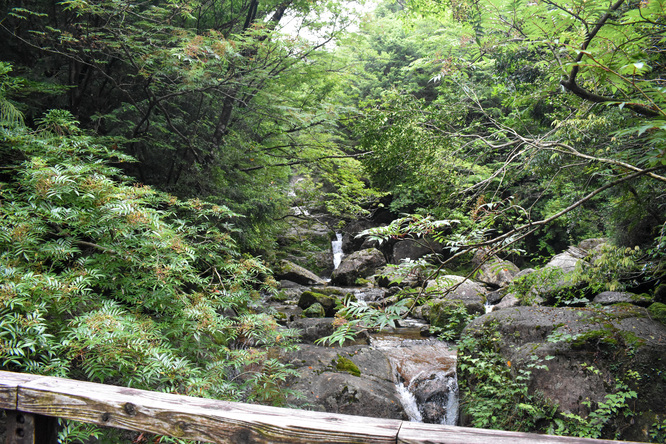 屋久島観光_縄文杉トレッキング_山道と霧の中の自然