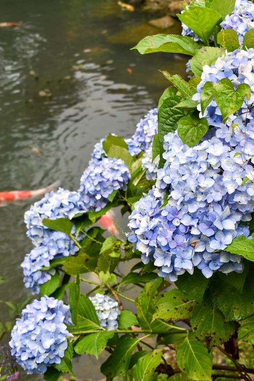 三光寺_マネの池の紫陽花