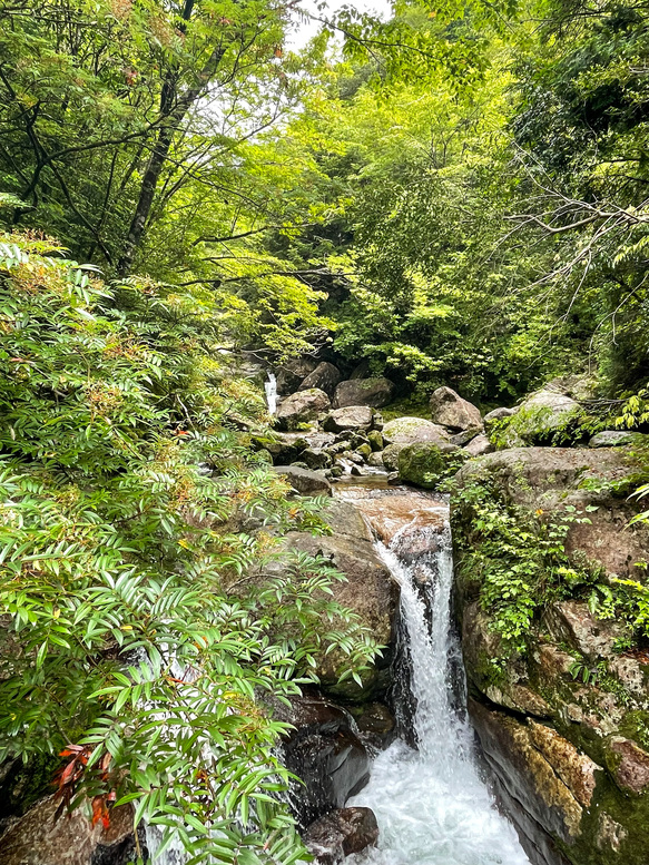 屋久島観光_縄文杉トレッキング_トロッコ道の自然