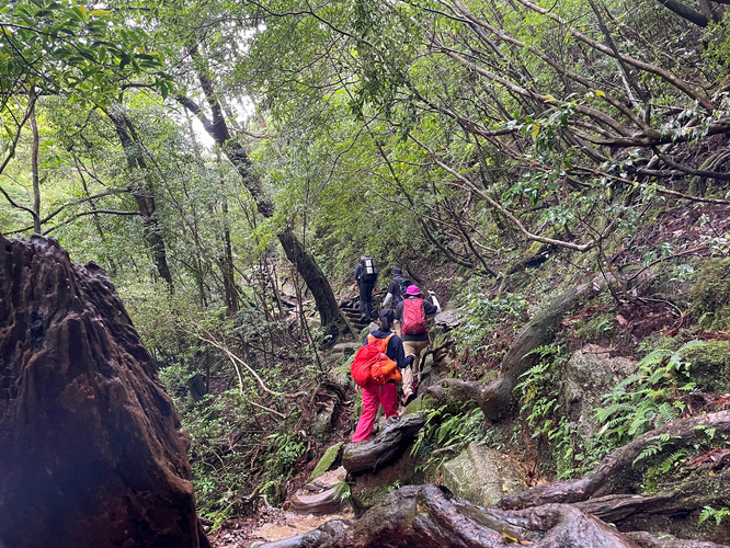 屋久島観光_縄文杉トレッキング_　山道と屋久杉