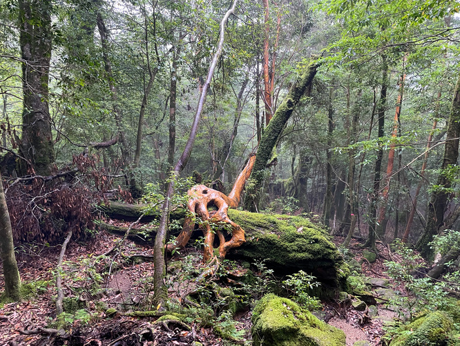 屋久島白谷雲水峡_霧がかる苔むす森_奉行杉コース_ガウナヒメシャラ