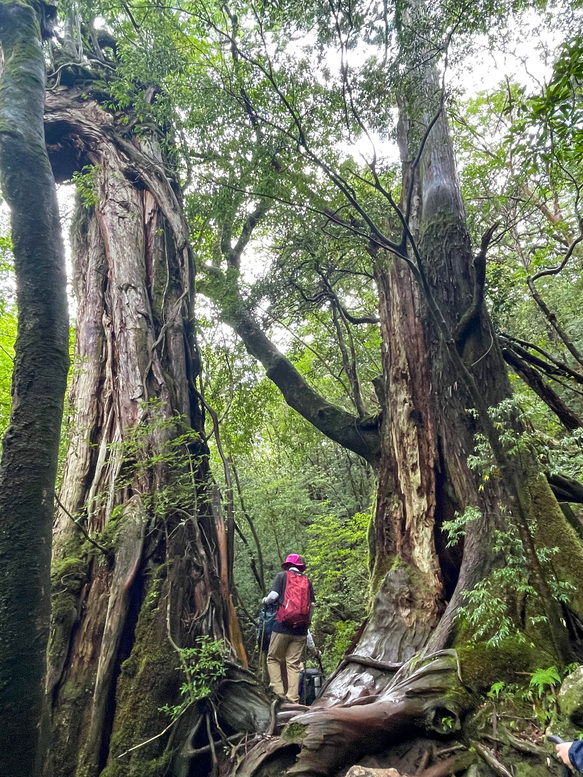 屋久島観光_縄文杉トレッキング_　山道と屋久杉と自然