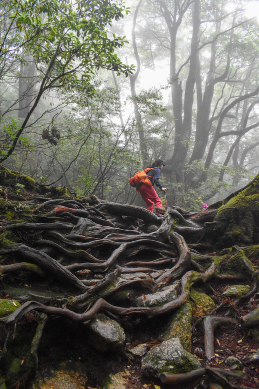 屋久島観光_縄文杉トレッキング_山道と霧の中の自然