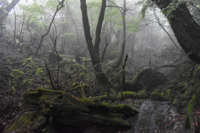 屋久島観光_縄文杉トレッキング_山道と霧の中の自然