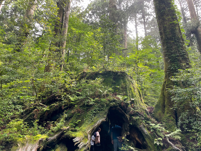 屋久島観光_縄文杉トレッキング_ウィルソン株