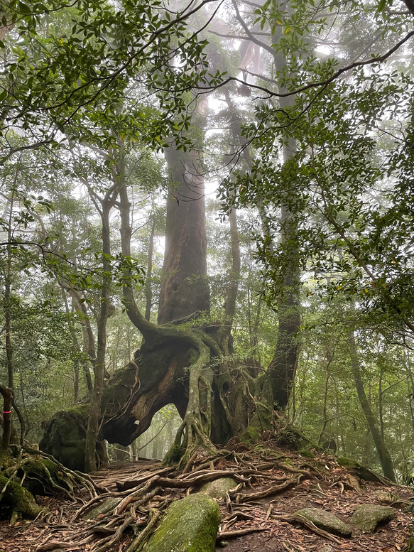 屋久島白谷雲水峡_霧がかる苔むす森_二代くぐり杉