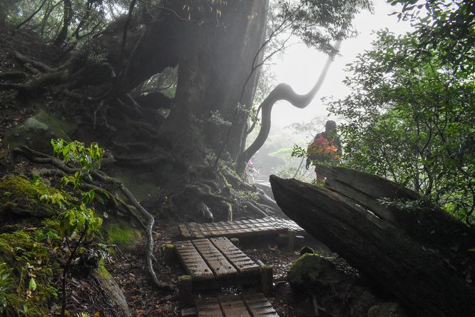 屋久島観光_縄文杉トレッキング_山道と霧の中の自然