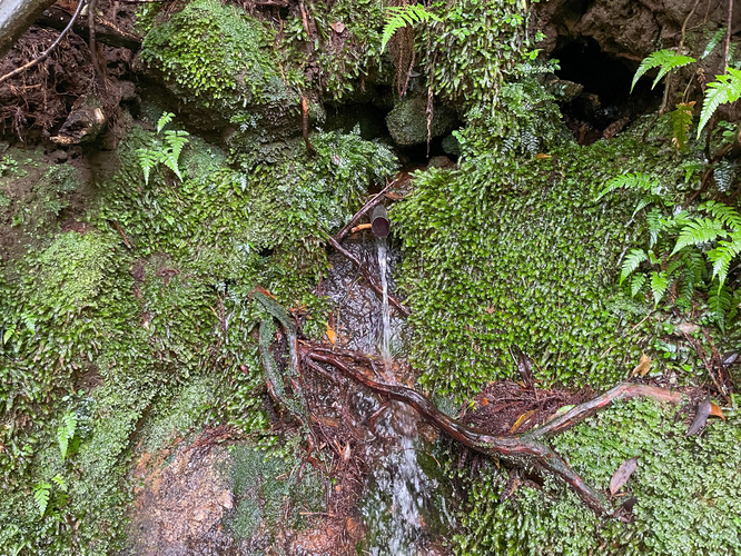 屋久島観光_縄文杉トレッキング_湧き水