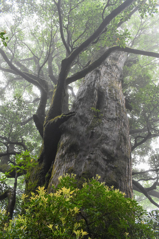 屋久島観光_縄文杉トレッキング_山道と霧の中の自然