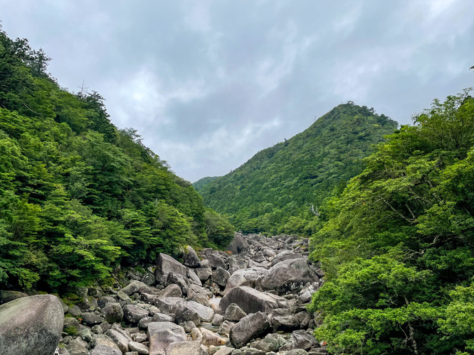 屋久島観光_縄文杉トレッキング_トロッコ道からの風景