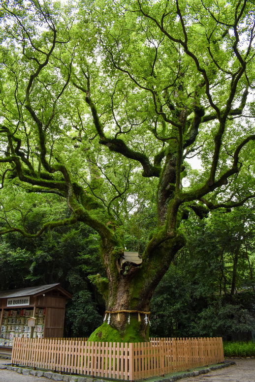 熱田神宮_大楠