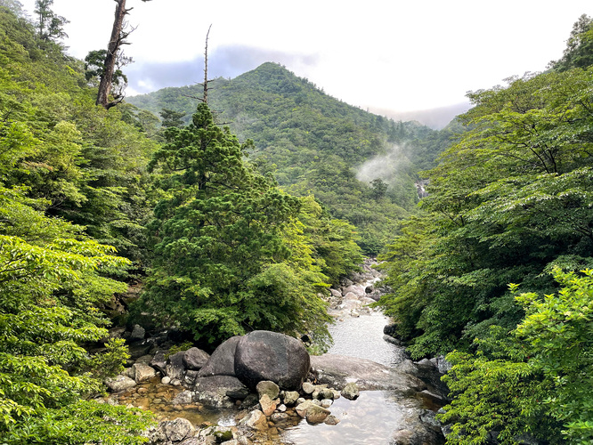 屋久島観光_縄文杉トレッキング_トロッコ道からの風景