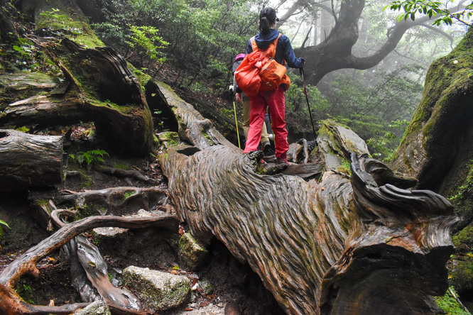 屋久島観光_縄文杉トレッキング_山道と霧の中の自然